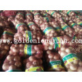 2016 New Crop Fresh Yellow Cebolla